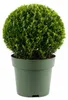 Ilex crenata Jenny Kugel Ø 30–35 cm | Japanische Stechpalme Produktbild-Vorschau 4