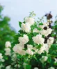 Philadelphus 'Schneesturm', Duftjasmin, weiß, 80–100 cm Produktbild-Vorschau 3