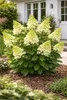 Hortensja wiechowata 'Candlelight' doniczka 3L – Hydrangea Podgląd zdjęcia produktu 4