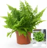 BALDUR Garten 1x Schwertfarn Vitale, Pflanze im 12 cm-Topf, Produktbild-Vorschau 2