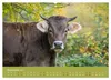 Allgäuer Rindvieh 2027 (Wandkalender 2027 DIN A2 quer), Produktbild-Vorschau 7