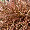 Stauden Gänge 3 x Uncinia rubra 'Everflame' im 1 Liter Topf Produktbild-Vorschau 6
