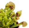 Schlauchpflanze - Sarracenia psittacina Hybr. "Scarlett Produktbild-Vorschau 2