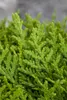 Thuja orientalis 'Aurea Nana', Lebensbaum, goldgelb, 30–40 Produktbild-Vorschau 4