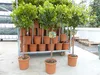 Erdbeerbaum | 120 cm | Arbutus unedo | veredelt |  | Produktbild-Vorschau 1