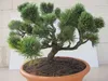 Pinus mugo Jacobsen - zwergige Latschenkiefer Jacobsen Produktbild-Vorschau 4