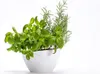 A white planter with basil and rosemary plants against a white background. Náhled obrázku produktu