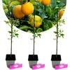 Three small potted citrus plants with orange fruits on a branch in the background. Anteprima dell’immagine prodotto