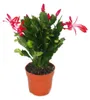 Vánoční kaktus - Schlumbergera - sada 3 rostlin Náhled obrázku produktu 6