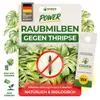 Power Raubmilben gegen Thripse, 15 Tüten, Biologisches Produktbild-Vorschau 1