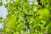 Gardena Akku-Teleskop-Baumschere HighCut 250/18V P4A Produktbild-Vorschau 3