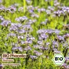 Samenliebe  Phacelia Samen | Beehappy - samenfestes  Produktbild-Vorschau 4