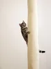 Kerbl Sac à grimper pour chats 240 cm Beige Voir les images du produit 5