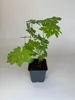 75 Stück, Topf 9cm, Bodendecker Geranium macrorrhizum Produktbild-Vorschau 3