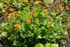 Stauden Gänge 10 x Geum coccim 'Koi' - Orangerotblühender Produktbild-Vorschau 4