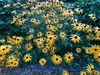 6 x Rudbeckia Fulgida 'Goldsturm ' - Sonnenhut Topf 9cm x Produktbild-Vorschau 2