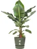 Pflanztopf Elho Greenville Kunststoff Ø 40 cm H 36 cm Produktbild-Vorschau 4