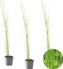 Bloomique - Zestaw 3 szt. - Equisetum Japonicum - Japońska Podgląd zdjęcia produktu 1