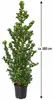 Stechpalme ‘Blue Prince’ – Ilex meserveae, immergrün & Produktbild-Vorschau 5