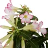 Bloomique - Adenium Obesum - Róża Pustynna - Kwitnąca - Podgląd zdjęcia produktu 5