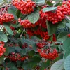 Teppichmispel - Cotoneaster lacteus | 60-80 cm en conteneur Voir les images du produit 1