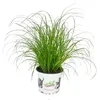 Kočičí tráva - Cyperus alternifolius - pro podporu trávení Náhled obrázku produktu 1