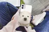 MuchoWow® Handyhülle Schutzhülle Hülle für iPhone 11 Eisbär Produktbild-Vorschau 3