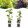 Green boutiQ - Obstpflanze - Vitis vinifera Himrod - Produktbild-Vorschau 1