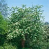 Sorbus aucuparia, Vogelbeere, 150–200 cm, robust und Produktbild-Vorschau 8