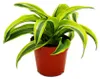 Dračí strom - Dracaena deremensis fragrans Lemon Lime - Náhled obrázku produktu 1