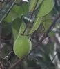 Bornejský kaučukovník (Willughbeia coriacea)  – 1 vyklíčené Náhľad obrázku produktu 2