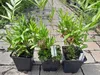 Three potted dwarf bamboo plants are displayed outdoors on a paved walkway. Anteprima dell’immagine prodotto