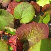 Japanische Weinrebe Vitis Coignetiae, 2L Topf, winterhart & Produktbild-Vorschau 4