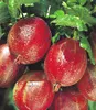 BALDUR Garten 1x Stachelbeer-Stämmchen 'Captivator', Produktbild-Vorschau 2