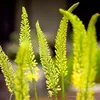 Eremurus (Steppenkerze) - roślina wieloletnia, odporna na Podgląd zdjęcia produktu 2