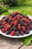 Tayberry sans épine - Rubus 'Buckingham Tayberry' - Voir les images du produit 2