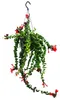 Lippenstiftpflanze - Schamblume - Aeschynanthus 'Rasta' - Produktbild-Vorschau 1