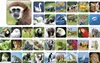 Memoria ZOO Anteprima dell’immagine prodotto 2