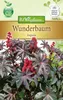 Wunderbaum Impala | Blumensamen von N.L. Chrestensen Produktbild-Vorschau 1