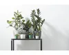 A collection of potted plants on a shelf against a white wall. Produktbild-Vorschau