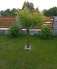 A braided willow tree stands in a garden, with a wooden fence and stone wall in the background. Podgląd zdjęcia produktu