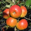 Pilot ® Apfelbaum - Buschbaum Topfballen (Versandzeit: Produktbild-Vorschau 1