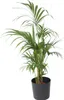 Kencja - Howea forsteriana - Wysokość 130-140cm - ⌀21cm Podgląd zdjęcia produktu 7