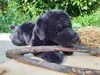 A black plush dog toy lies on a wooden surface with a stick in front of it and straw to the side, with green foliage in the background. Podgląd zdjęcia produktu