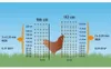 Kerbl Kerbl Filet à volaille vert 50m x 106 cm - 15 perches Voir les images du produit 20