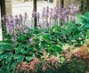 Hosta x fortunei 'Stenantha', Funkie, grün, ca. 11x11 cm Produktbild-Vorschau 14