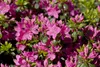 Rhododendron obtusum 'Kermesina', Azalee, karmesinrot, Produktbild-Vorschau 2
