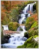Wallario Wandbild Bach im Wald, Größe: 40,30 x 50,30 cm, Produktbild-Vorschau 1