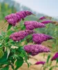 Buddleja davidii 'Ile de France', Schmetterlingsflieder, Produktbild-Vorschau 2