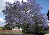 SAFLAX - jacaranda - Jacaranda mimosifolia - 50 Semená - S Náhľad obrázku produktu 5